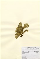 藏品(日本石蓴)的圖片